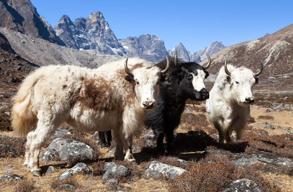 Jak ull fra Himalaya, Nepal